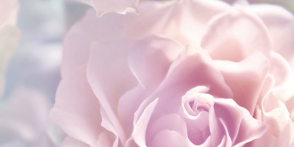 Фотообои 2 м "Розовые розы" 21-0146-FR 